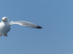 FZ015907 Herring Gull (Larus argentatus) [Seagull] half in flight.jpg